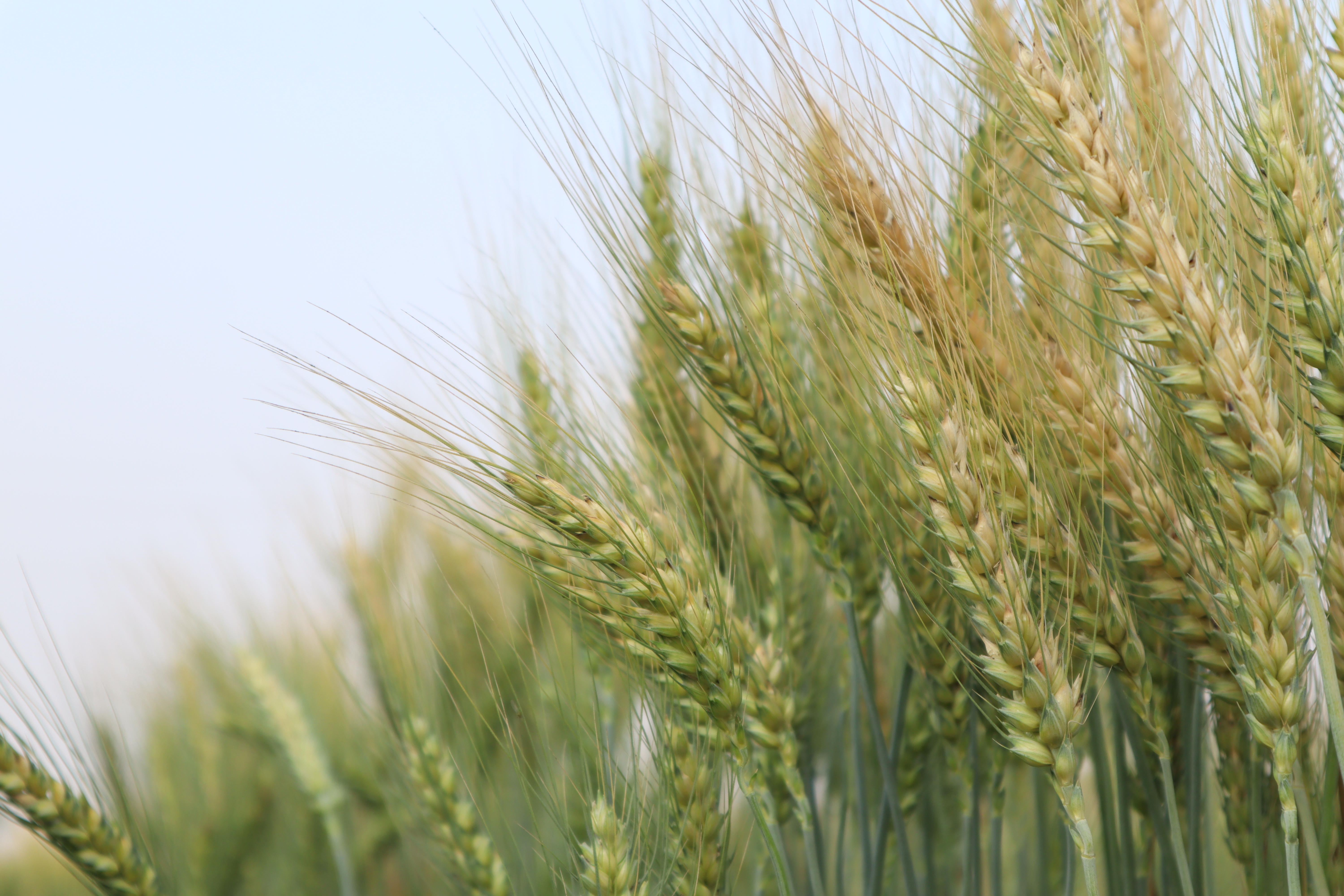 Pusa Vakula HI 1636 Wheat Seed